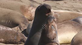 Elephant Seals Fight Next to Others