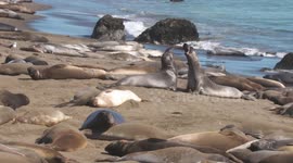 Elephant Seals Fight on Beach With Lounging Seals