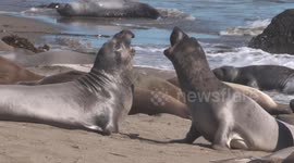 Elephant Seals Fight, Knock Into Others