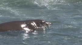 Elephant Seal Slowly Swimming in Waves