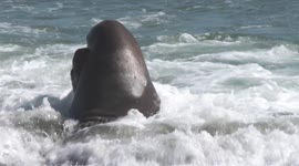 Elephant Seals Fighting in Rough Waves