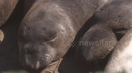 Two Sleeping Elephant Seals