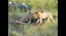 Amazing animal video of a Lion eating an Elephant head