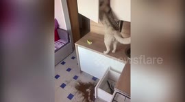 Mischievous husky puppy caught on camera ransacking her owner's cupboardds