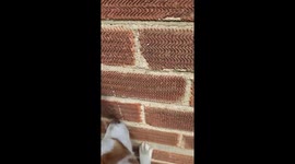 Jack Russell  Butch v Arachnid