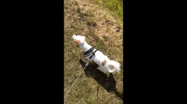 Butch the Jack Russell hates water