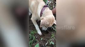 Heartbreaking moment mother dog tries to bring puppy back to life by digging it from grave