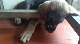The man was awakened by the dog's terrible snoring