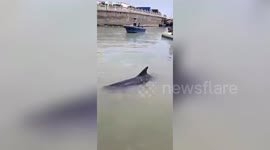 Law enforcement officers in China rescue stranded whale in shallow water