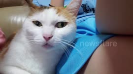 I kiss my cat