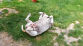 My dog doing yoga in the garden with his paws up