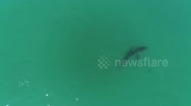 drone footage of great white shark swimming full speed