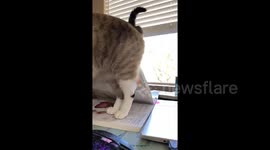 Cat tries to help with study session