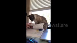 Adorably intrusive cat ruins Los Angeles woman's online studying