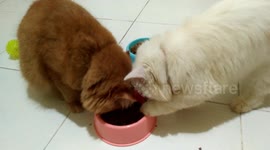Funny, cats eat alternately