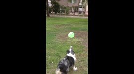 Dogs love balloon