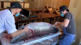 World-renowned Canadian chef gives walkthrough on how to break down 300-pound tuna
