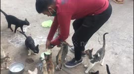 Watch - Hundreds of Cats started gathering again in Pune's Market for Milk after lockdown norms eases