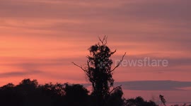 Birds fly home and some take a break on a big old tree, under a dreamy orange sky.