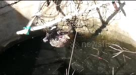 Watch - Leopard rescued from a deep well in Bhandara village