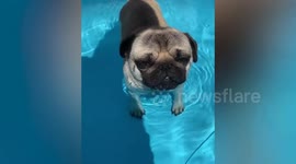 This pug has found a way of cooling off in the May heatwave - in a cold bath