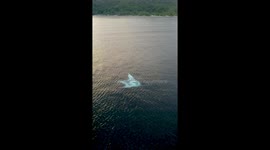 Huge white manta ray surprises boat load of people at sunset