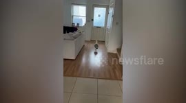 Seagull breaks into UK woman's house before throwing up on the kitchen counter