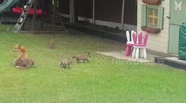 Adorable fox cubs take over UK family's garden
