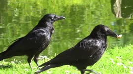 Crows eat bread and hide it in the graund for the future in Holland Park, London, UK