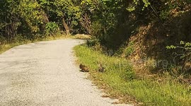 Birds engage in mock fight amid lockdown in northern India