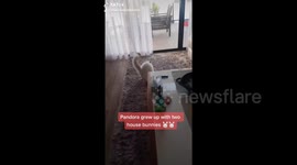 Copybunny! Cat who grew up with rabbits starts hopping like one