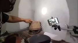 Thai family shocked after finding cobra inside kitchen rice pot