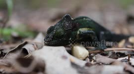 Knysna Dwarf Chameleon