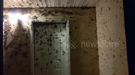 US man returns home to find thousands of moths covering entrance
