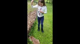 Young Girl Consoles Newborn Deer Fawn