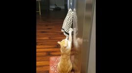 Towel Thief