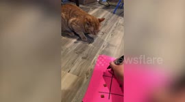 Family play tic-tac-toe with their cats using biscuits during lockdown