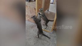 Confused cat tries to attack reflection in the mirror