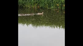 Mamma duck and family