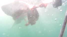 Under Water Footage Of Great White Shark Thrashing On Fish Head