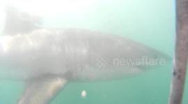 Shark Cage Diving, South Africa