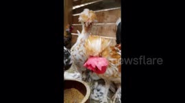 Rooster and beautiful little chickens don't want you to touch their food