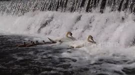 Strange swan and signet behaviour!
