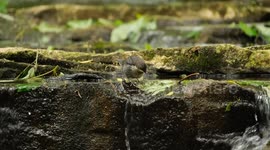 Dipper looking for food on the river Don