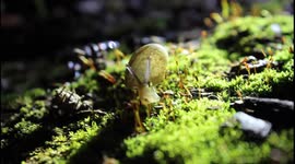 Amazing video of snail translucent snail!