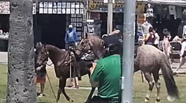 LAPD Police horse runs from LAPD police officers at Venice Beach