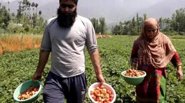 Farmers Facing Major Loss In Strawberries Due To Covid-19 Lockdown In Northern India.