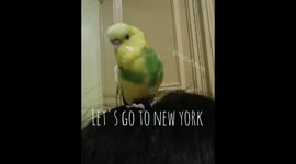 Smart Talking budgie named Mr. Sunrise