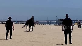 Police horse gives LAPD officers the slip on Venice Beach