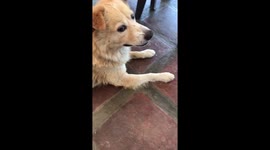 Puppy so jealous with Bantay (our dog)